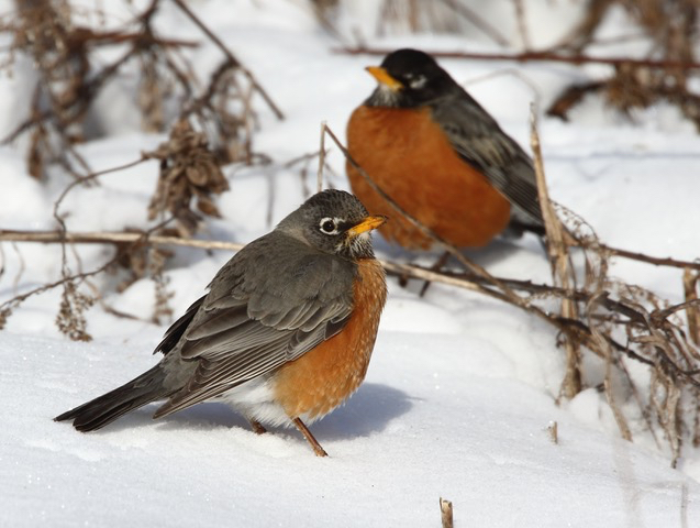 Why Are You Seeing Robins in Winter? - Cool Green Science